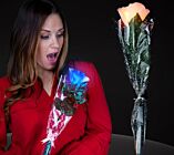 Blinking Rose Stem